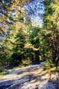 Landscape of winter pine forest covered with frost at sunny weather. First snow at autumn season. Royalty Free Stock Photo