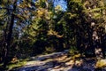 Landscape of winter pine forest covered with frost at sunny weather. First snow at autumn season. Royalty Free Stock Photo