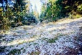 Landscape of winter pine forest covered with frost at sunny weather. First snow at autumn season. Royalty Free Stock Photo