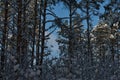 Landscape of a winter pine forest, from shade to sunlight.