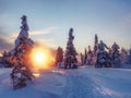 Landscape with winter polar forest and bright sunbeams. Sunrise, sunset in beautiful snowy forest Royalty Free Stock Photo