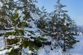 Landscape of a winter snowy forest. Pines, spruces, larches, conifers, deciduous trees in the snow make up the horizon, a white