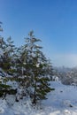 Landscape of a winter snowy forest. Pines, spruces, larches, conifers, deciduous trees in the snow make up the horizon, a white