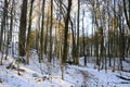 Landscape in Winter at the Stream Bohlenbach in the Forest Eckernwort in the Town Walsrode, Lower Saxony