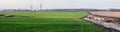 Landscape with winter wheat rye agricultural fields and dirty road -- spring landscape, panorama