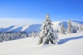 Landscape winter woodland in cold sunny day. Spruce trees covered with white snow. Wallpaper snowy background.