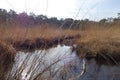 Landscape at the Kalmthoutse Heide