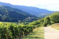 Landscape of the wonderful Alsatian vineyard Royalty Free Stock Photo