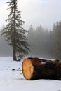 Wooden log on snow in forest Royalty Free Stock Photo