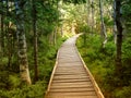 Landscape with Wooden plank path among greenery