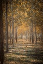 Landscape of woods in Autumn Royalty Free Stock Photo