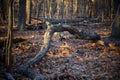 Landscape in the woods, with fallen tree trunks, La Tourette Park, Staten Island, NY