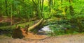 Landscape, woods and river in creek with trees, bush and environment in sunshine with green plants. Forest, water and Royalty Free Stock Photo