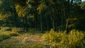 Landscape of woods in warm sunlight near Hangzhou Botanical Garden in Hangzhou, China Royalty Free Stock Photo