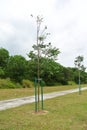 Landscape work. New trees are planted and supported with support tools such as wood to prevent it from falling.