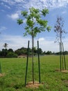 Landscape work. New trees are planted and supported with support tools such as wood to prevent it from falling.