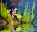 Landscape with yellow butterfly pink white flower and reflection Royalty Free Stock Photo