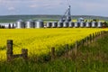 Alberta canola field agriculture canada Royalty Free Stock Photo