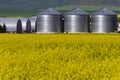 Alberta canola field agriculture canada Royalty Free Stock Photo