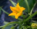 Landscape with yellow courgette flowers in the summer garden Royalty Free Stock Photo