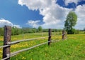 Landscape with yellow dandelions