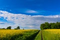 Landscape with yellow field and blue summer sky Royalty Free Stock Photo