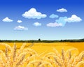 Landscape yellow field with wheat