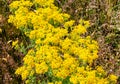 Landscape with yellow flower, at Dublin Bay in Wanaka, Otago, South Island, New Zealand Royalty Free Stock Photo