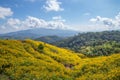 Landscape of Yellow flower field.Tree Marigold or Maxican sunflower field Dok buatong in thai at chiang rai province north of