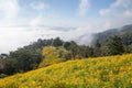 Landscape of Yellow flower field.Tree Marigold or Maxican sunflower field Dok buatong in thai at chiang rai province north of