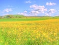 Landscape yellow flowers field under blue sky in spring Royalty Free Stock Photo