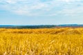 Landscape with yellow grain fields Royalty Free Stock Photo