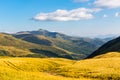 Yellow meadow in Carpathian valley Royalty Free Stock Photo