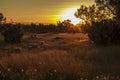 Warm sunset in a meadow