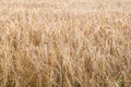 Landscape of yellow wheat field ready for harvest, growing on a rural farm in summer background. Organic and sustainable Royalty Free Stock Photo