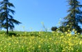 Landscape of yellow wildflowers with blue sky Royalty Free Stock Photo