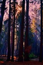 Landscape of Yosemite park forest in the sunrise mist