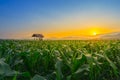 Young green corn field at Thailand agricultural garden and light shines sunset in the evening Royalty Free Stock Photo