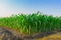 Young green corn field at Thailand agricultural garden and light shines sunset in the evening Royalty Free Stock Photo