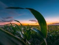 Landscape Of Young Green Maize Corn Field Under Scenic Summer Dramatic Sky In Sunset Dawn Sunrise