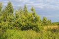 Landscape with young pine trees Royalty Free Stock Photo