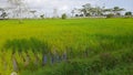 Landscape of young plant ricefield and green