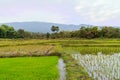 Landscape with young rice that ready to growing