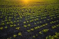 Landscape of young soy bean field in summer time with sunset sky in background. Rows of soy plants on an agricultural Royalty Free Stock Photo