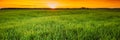 Landscape Of Young Spring Green Sprouts Of Wheat In Field Under Scenic Summer Colorful Dramatic Sky At Sunset Or Sunrise Royalty Free Stock Photo