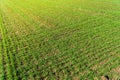 Landscape young wheat seedlings growing in a field. Agricultural field with young green wheat sprouts. Fertile agricultural land