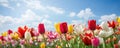 A Landscape In Zaanse Schans Netherlands Showcases Beautiful Tulips In Bloom