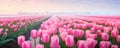 A Landscape In Zaanse Schans Netherlands Showcases Beautiful Tulips In Bloom