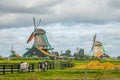 Landscape of the Zaanse Schans with Windmills and Cows Royalty Free Stock Photo