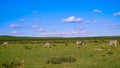 Landscape of zebras eating grass in Addo National Park, South Africa Royalty Free Stock Photo